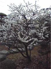 kokubufeb2010