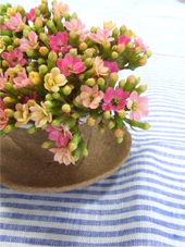 mukai2010apr