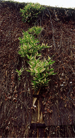 oginoapr2010