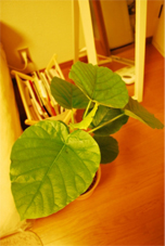 hinojuly2010