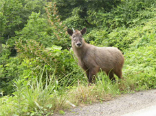 mukaiapr2012