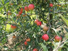mukaijul2012