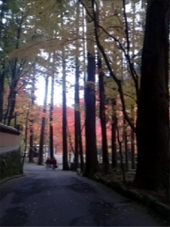 mihara1nov2012