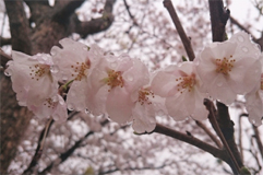 ogino1.Apr.2017