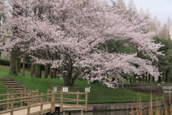 ogino2.Apr.2017
