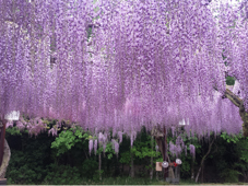 tsuboi.May.2017