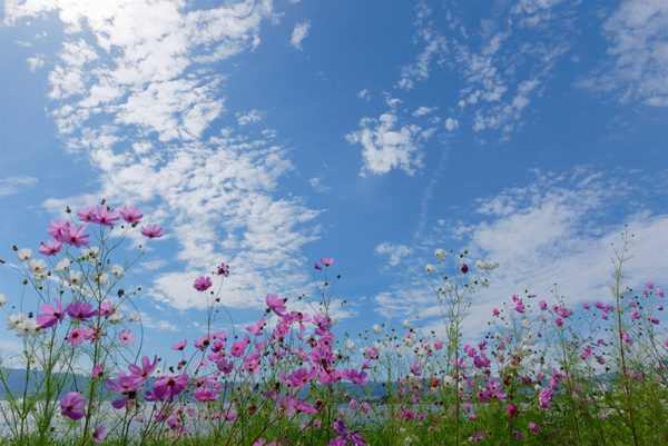 空,コスモス,イメージ